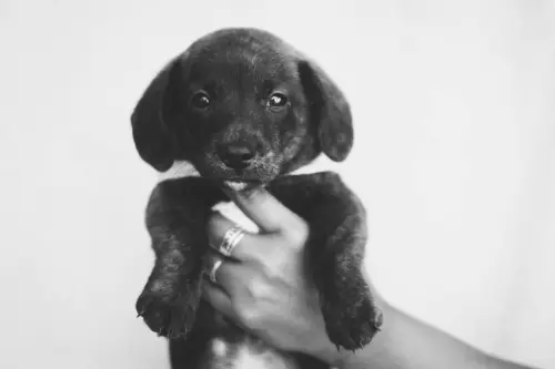 Nomi di cani: idee originali e come sceglierli
