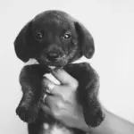 Nomi di cani: idee originali e come sceglierli