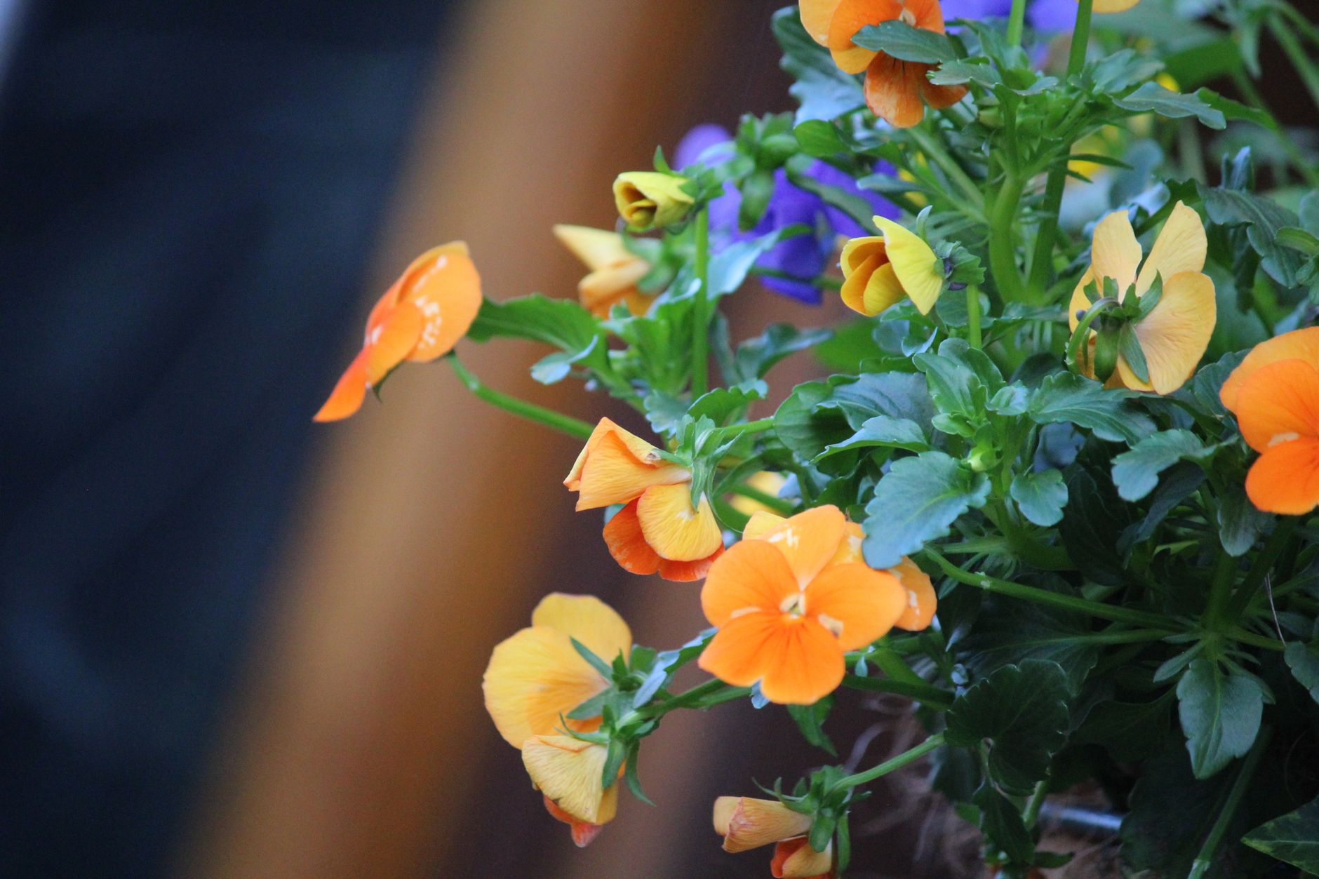 Linguaggio dei fiori: significato e origini storiche