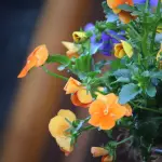 Linguaggio dei fiori: significato e origini storiche